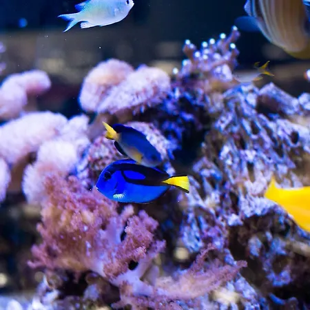 Vaughans Anchor Liscannor