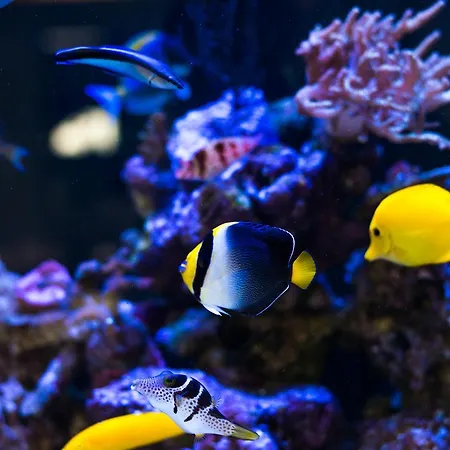 Vaughans Anchor Gæstehus 4*