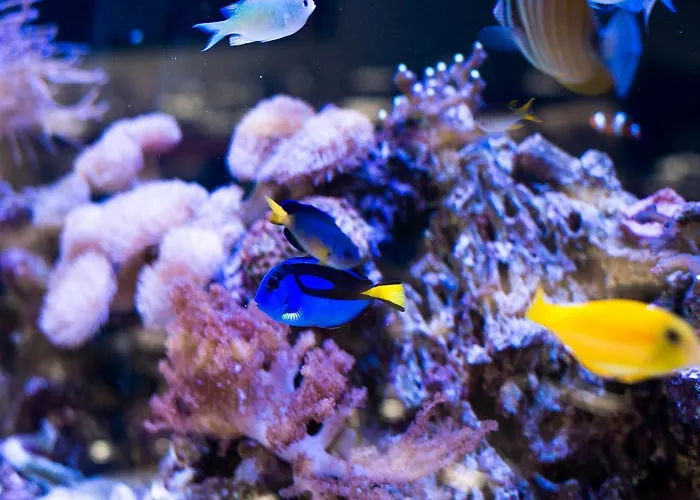 Vaughans Anchor Liscannor