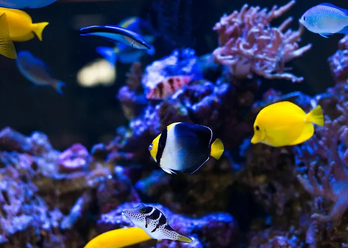 Vaughans Anchor Gasthof 4*